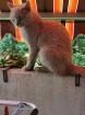 BKH Katzen Lady sucht