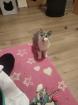 BKH Babykater blau/ weiß
