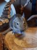 Degu Jungtiere abzugeben