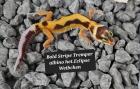 Tolle Leopardgecko Jungtiere aus 2023