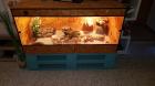 Bartagame männlich 8 J. mit Terrarium und Einrichtung
