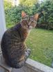 BKH MIX Katzen Schmuse Lady