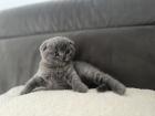 BKH/ Scottish Fold mix