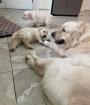 AKC registrierte Golden Retriever Welpen